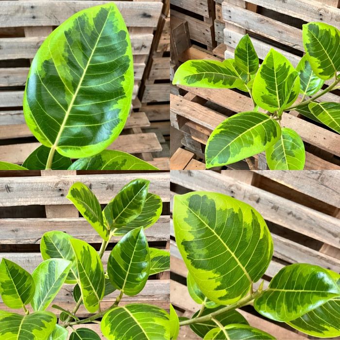 観葉植物現品販売