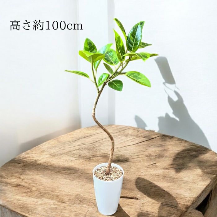 観葉植物現品販売