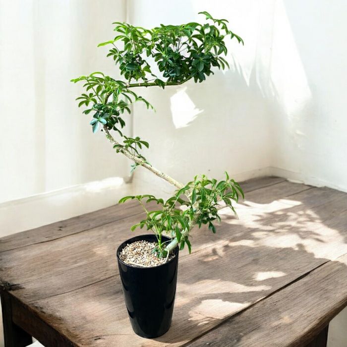 観葉植物現品販売