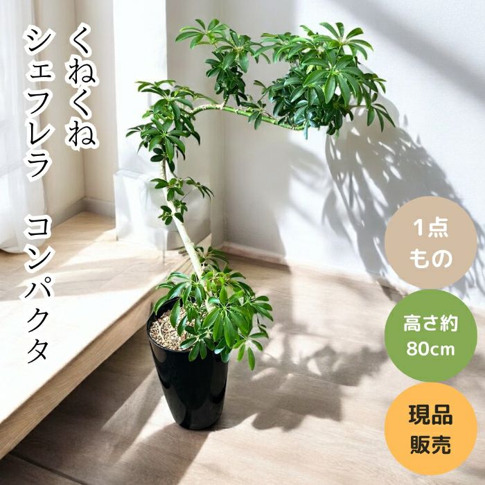 観葉植物現品販売