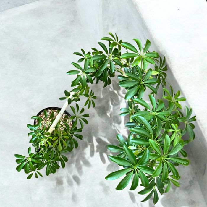 観葉植物現品販売