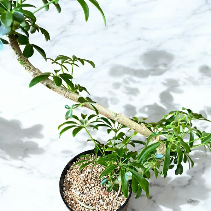 観葉植物現品販売