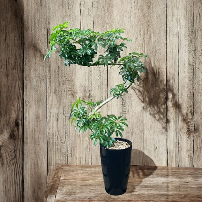 観葉植物現品販売