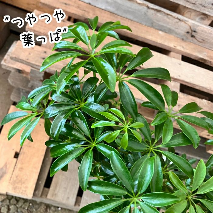 観葉植物現品販売