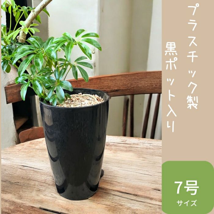 観葉植物現品販売