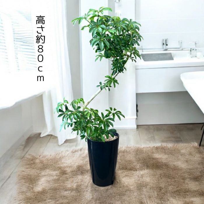 観葉植物現品販売