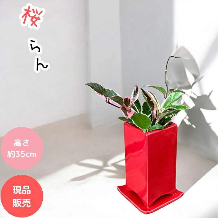 観葉植物現品販売