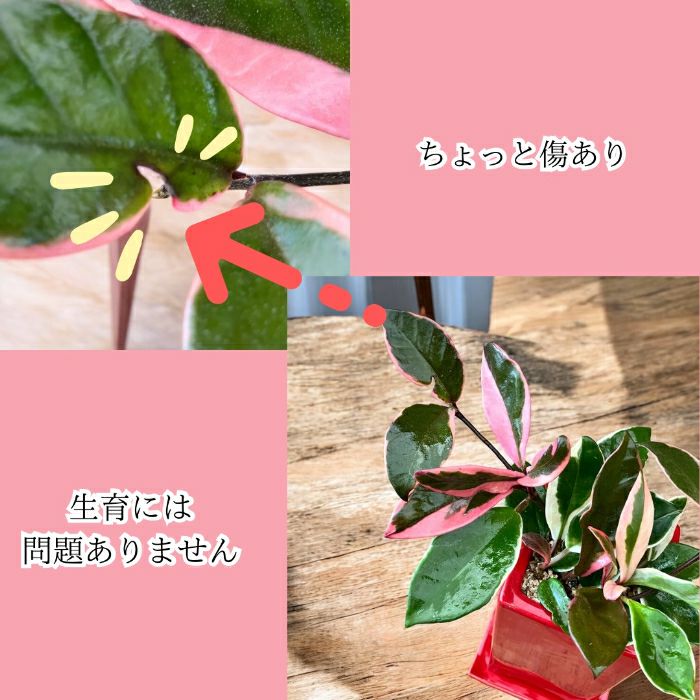 観葉植物現品販売