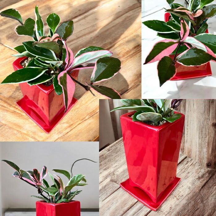 観葉植物現品販売