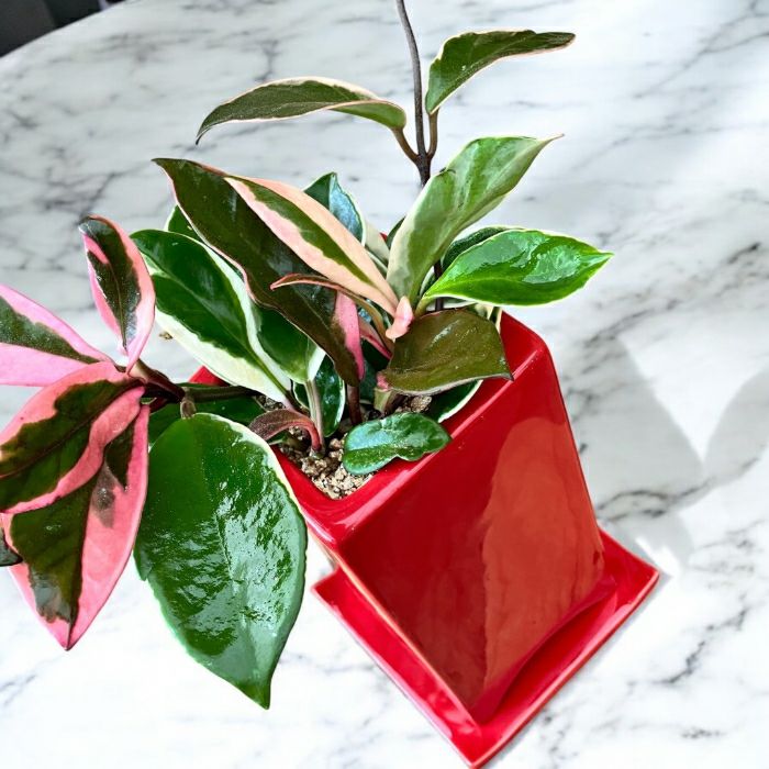 観葉植物現品販売