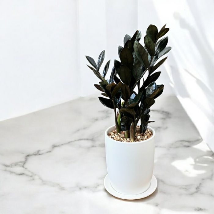 観葉植物現品販売