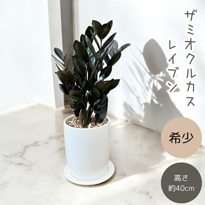 観葉植物現品販売
