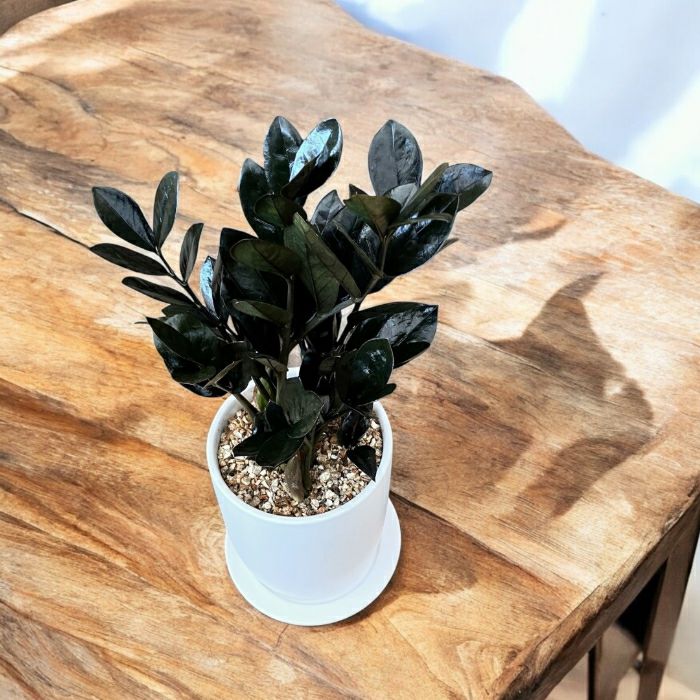 観葉植物現品販売