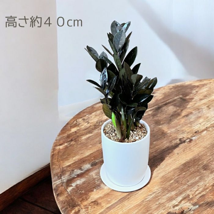 観葉植物現品販売