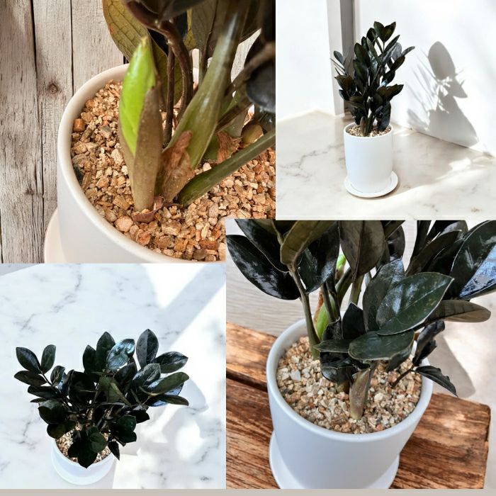 観葉植物現品販売