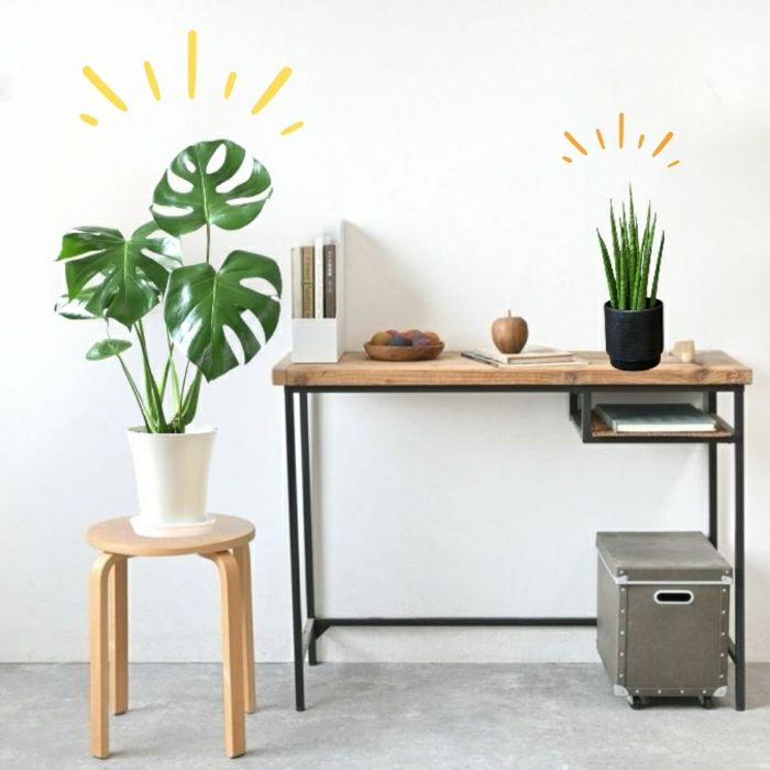 観葉植物現品販売