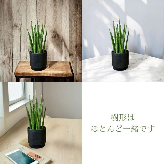 観葉植物現品販売