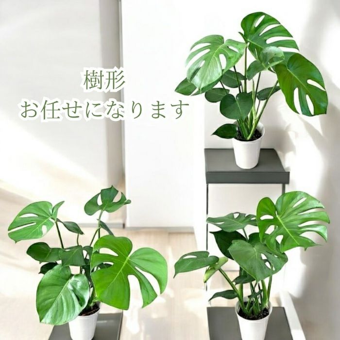観葉植物現品販売