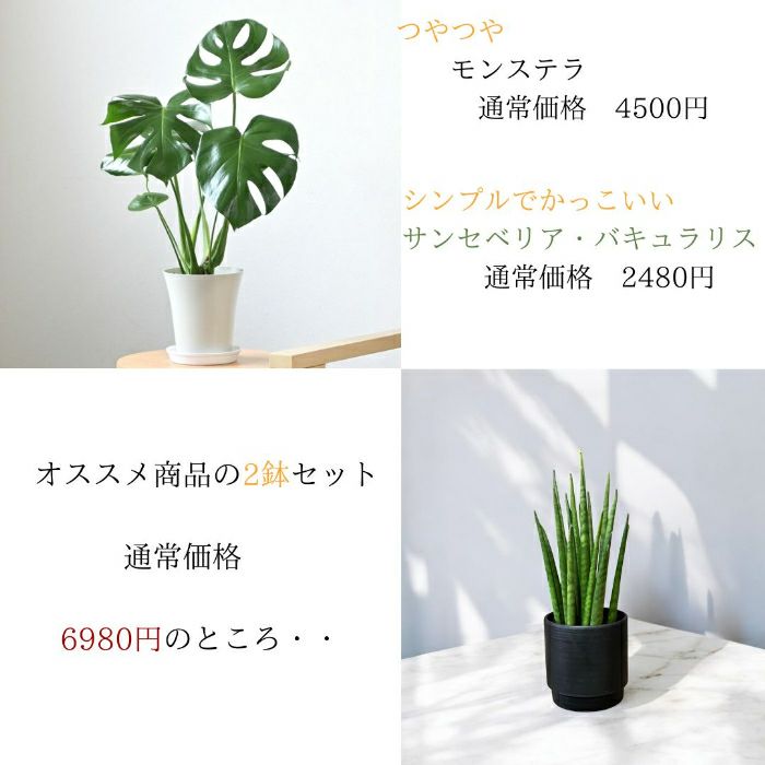 観葉植物現品販売
