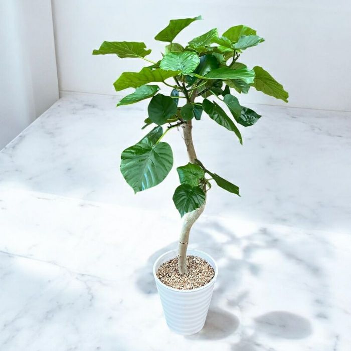 観葉植物現品販売