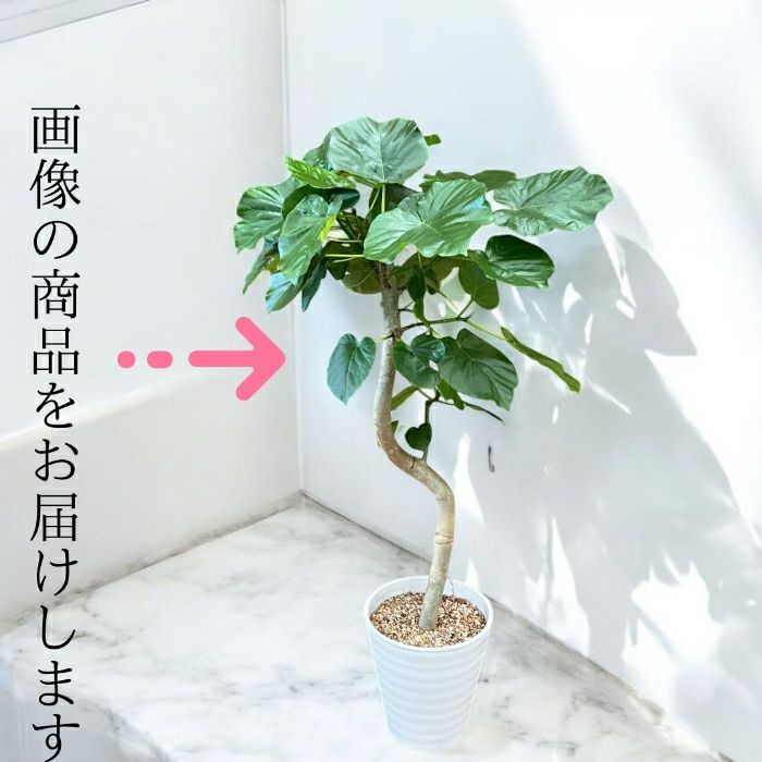 観葉植物現品販売