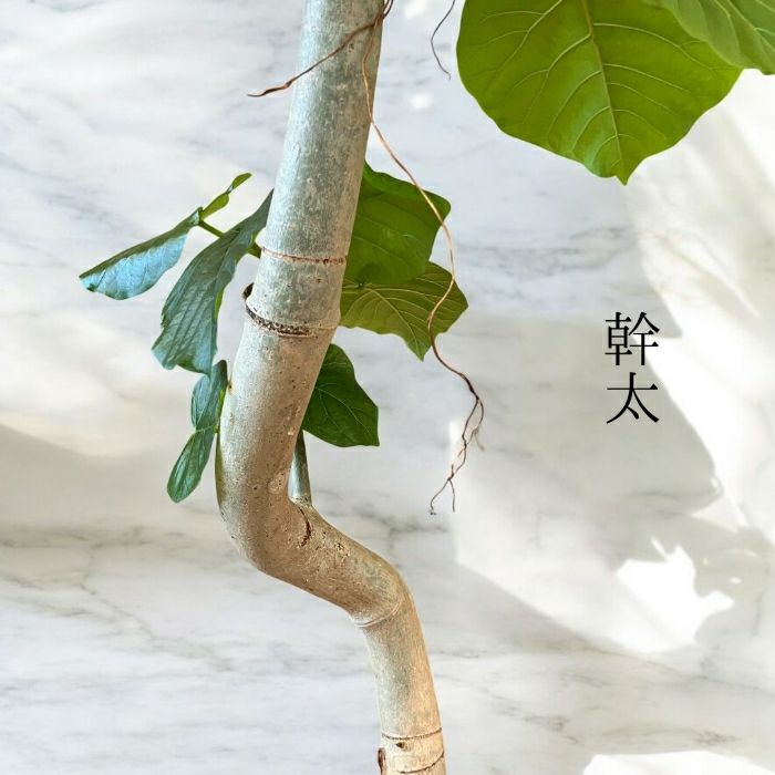 観葉植物現品販売