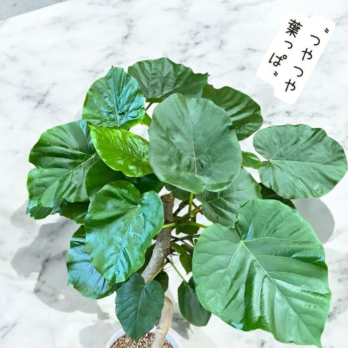 観葉植物現品販売