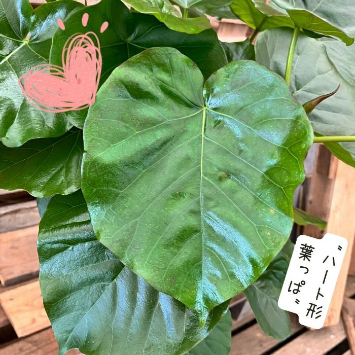 観葉植物現品販売