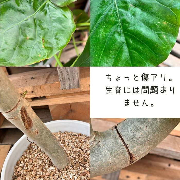 観葉植物現品販売