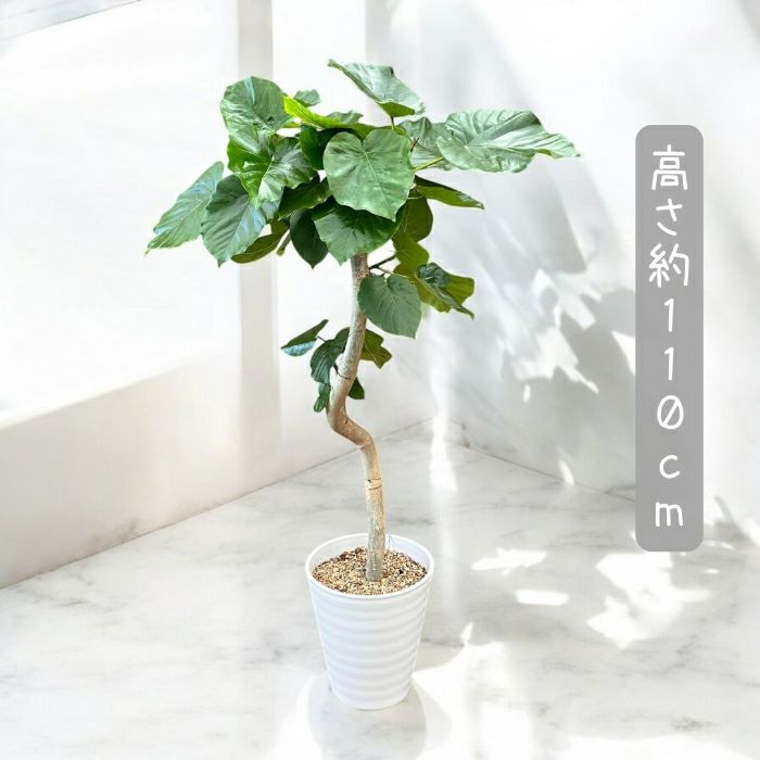 観葉植物現品販売