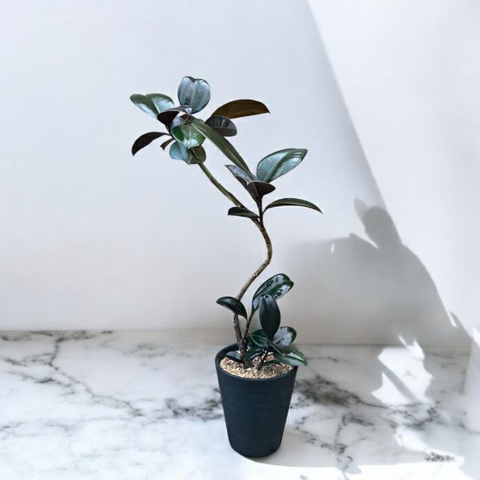 観葉植物現品販売