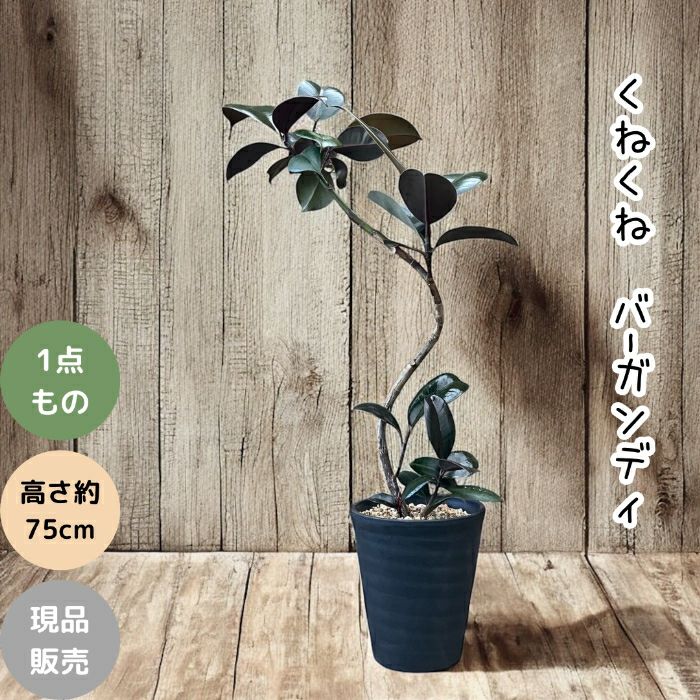 観葉植物現品販売