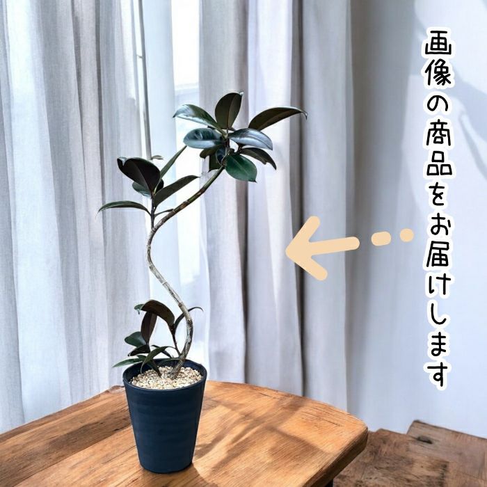 観葉植物現品販売