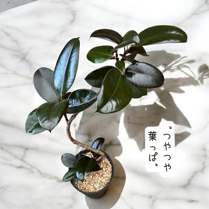観葉植物現品販売