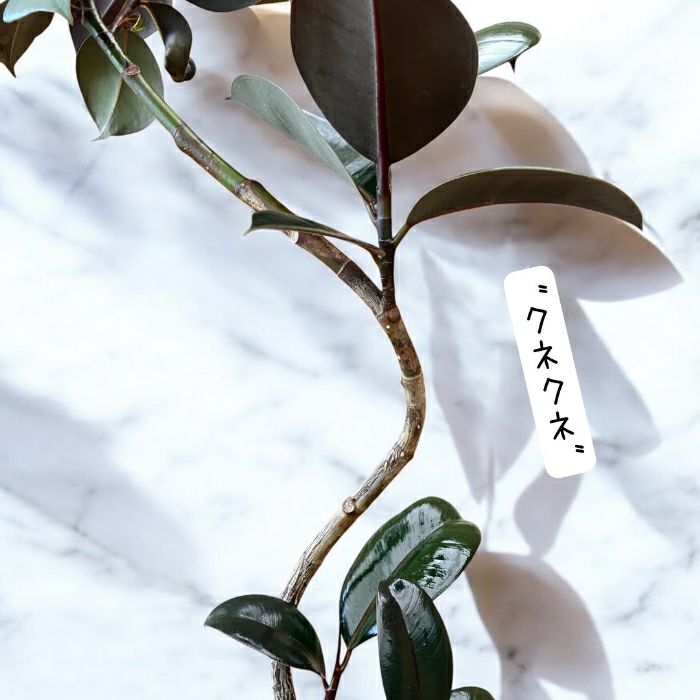 観葉植物現品販売