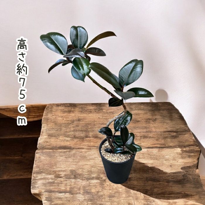 観葉植物現品販売