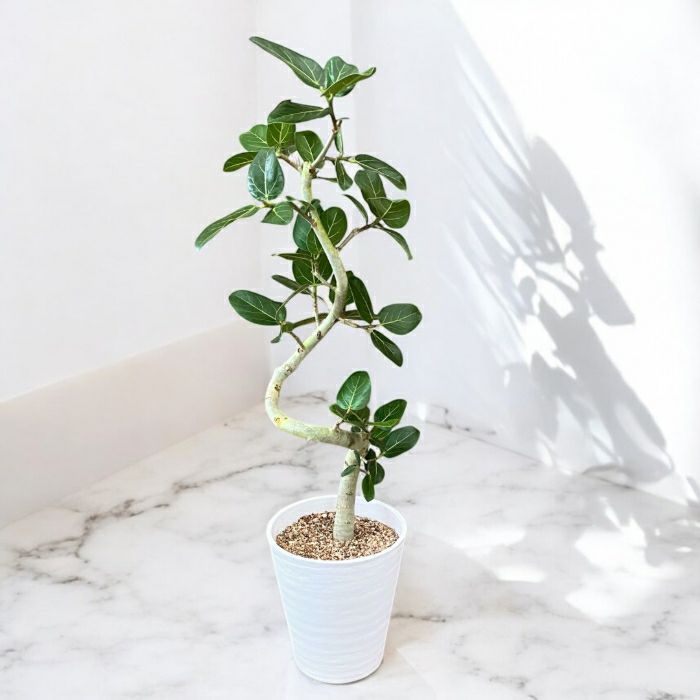 観葉植物現品販売