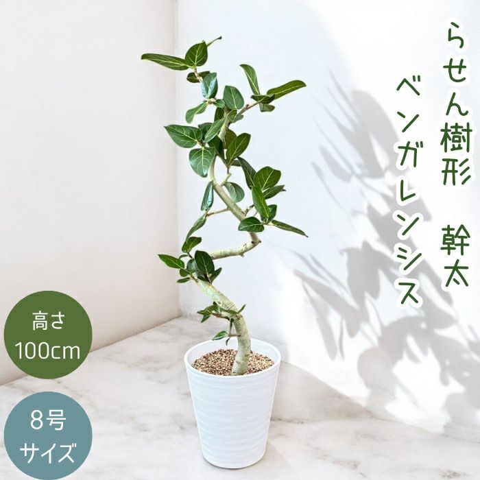 観葉植物現品販売