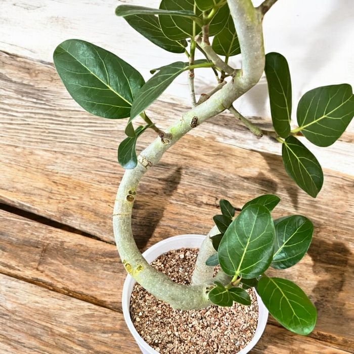 観葉植物現品販売