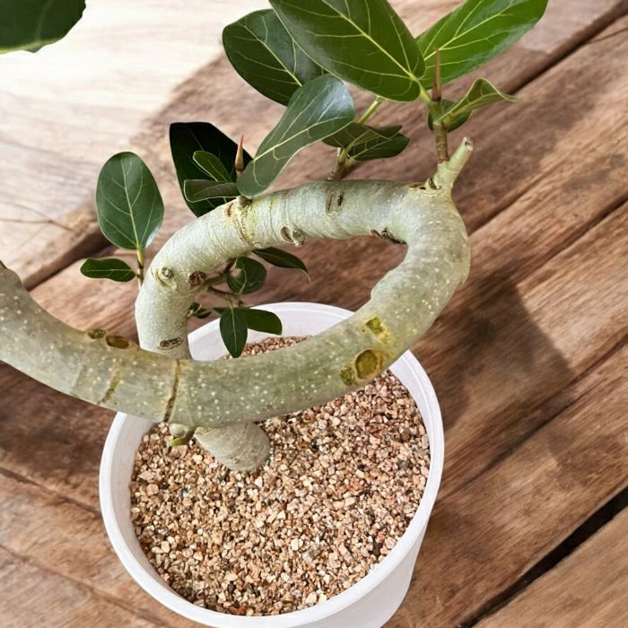 観葉植物現品販売