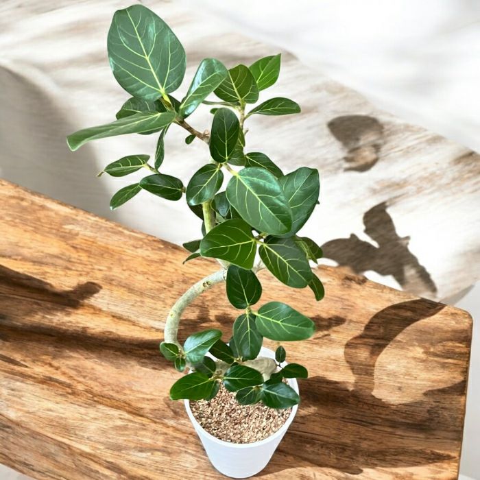 観葉植物現品販売