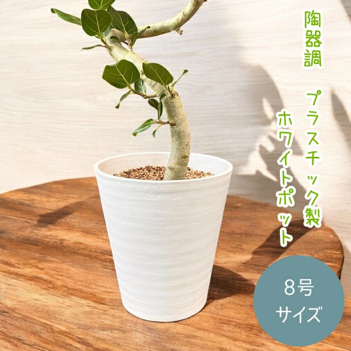 観葉植物現品販売