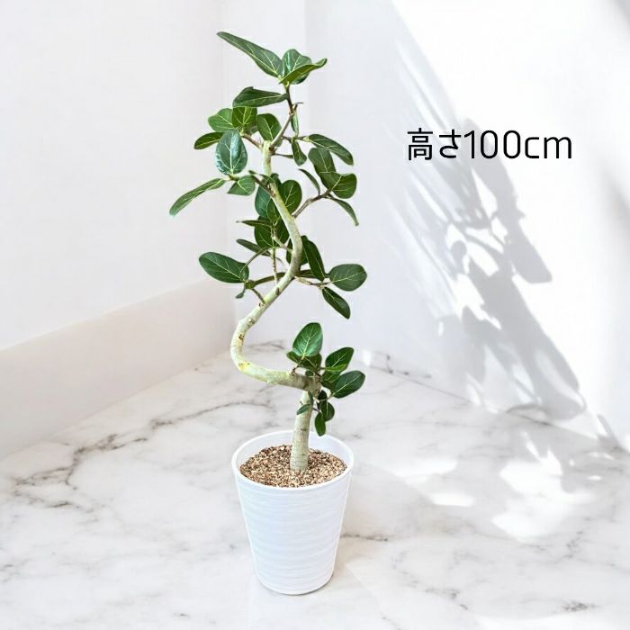 観葉植物現品販売
