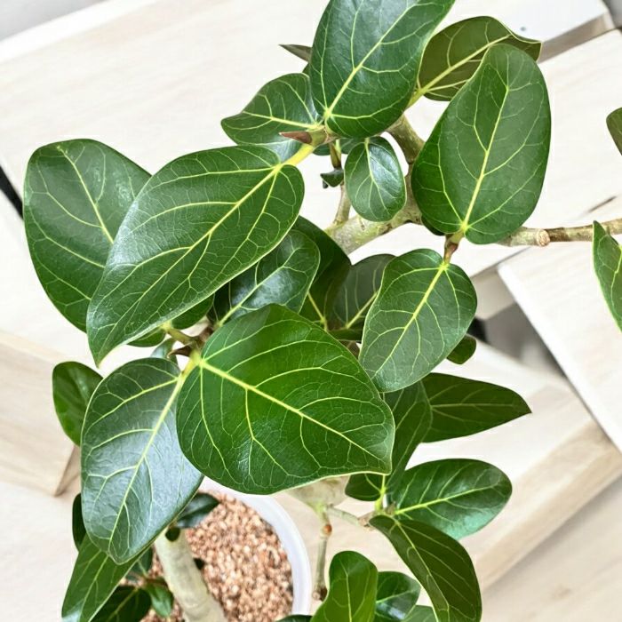 観葉植物現品販売