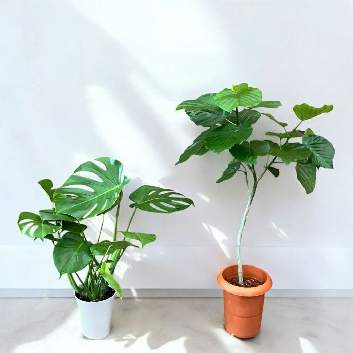 観葉植物現品販売