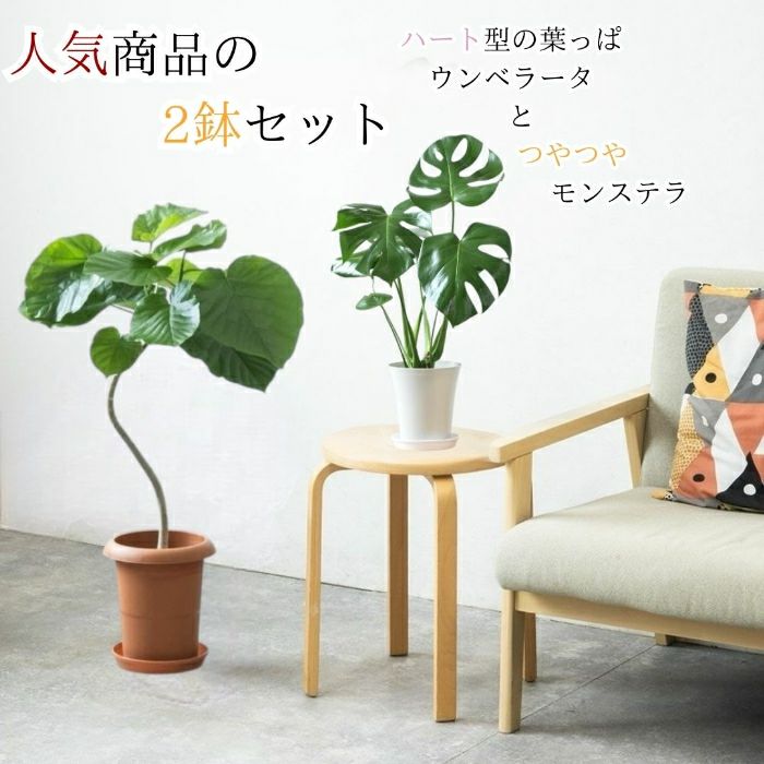 観葉植物現品販売