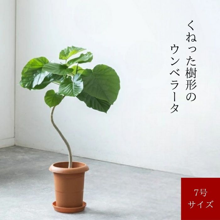 観葉植物現品販売
