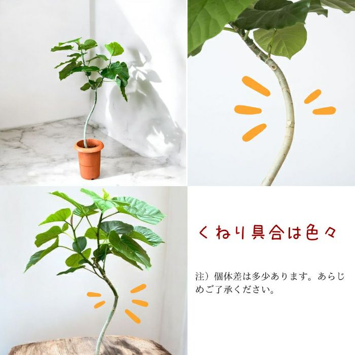 観葉植物現品販売