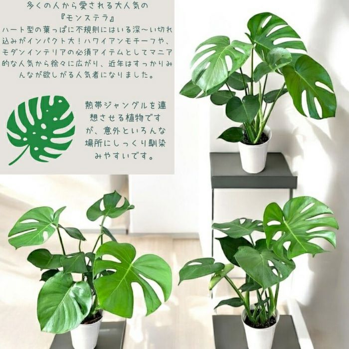 観葉植物現品販売