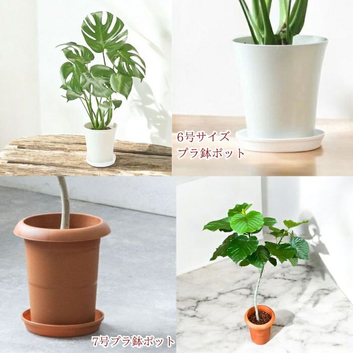 観葉植物現品販売